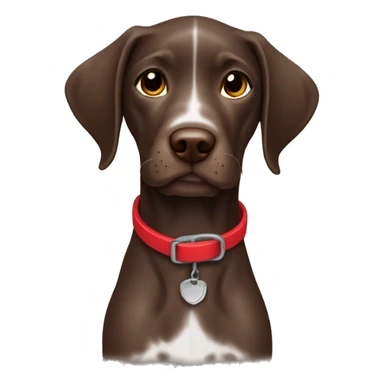 Brown german short haired pointer puppy with red collar sticker