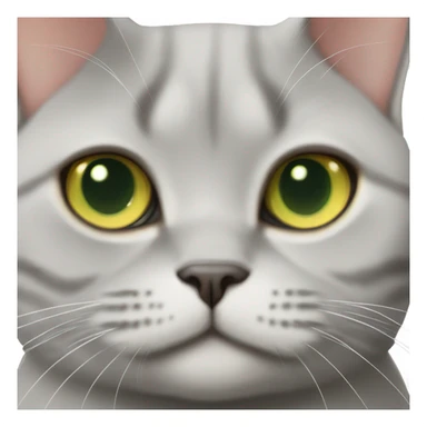 British shorthair gold chinchilla cat with light green eyes sticker