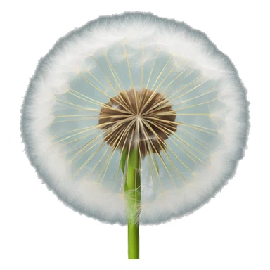 fluffy dandelion sticker