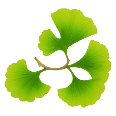 ginkgo biloba sticker