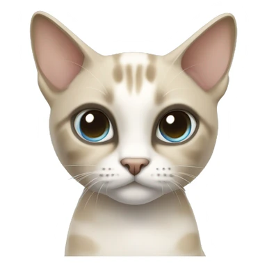 Thai breed adult cat with a light cream-brown body, dark gray nose and face, ears, and paws. sharp ears, and striking light blue eyes  sticker