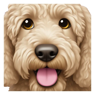 Light beige labradoodle with a pink nose sticker