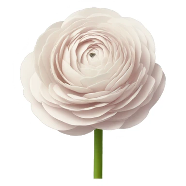 Ranunculus sticker