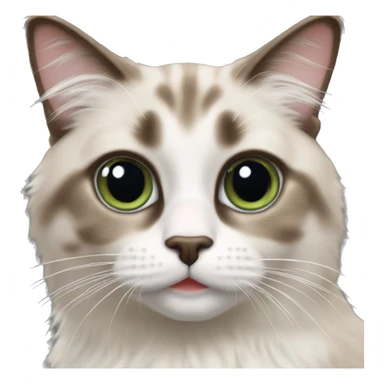 tabby ragdoll cat sticker