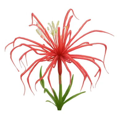 Red spider lily sticker