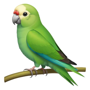 Green Quaker Parakeet sticker