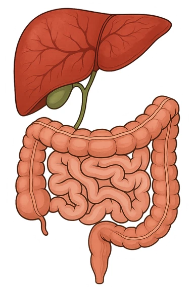 Connessione visiva, fegato , intestino e cistifellea sticker