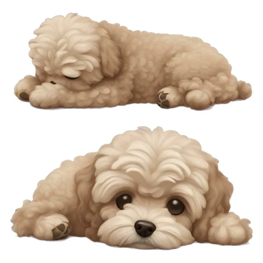 Old Dog maltipoo ash brown fur full body curled up sleeping  sticker