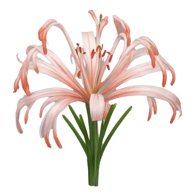 lycoris sticker