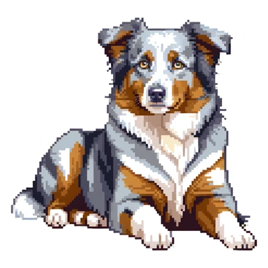 Merle Australian Shepherd dog laying down, blue merle coat, relaxed sticker