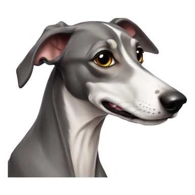 Cute Italien greyhound boy «isabella » color sticker