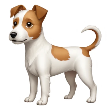 a full body large white parson russell terrier looking dog the size of a kelpie with light brown ears and a light brown patch on one eye and a large snout sticker