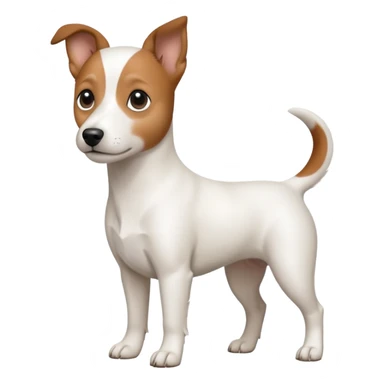 a fully white jack russell the size of a kelpie with a half white face sticker