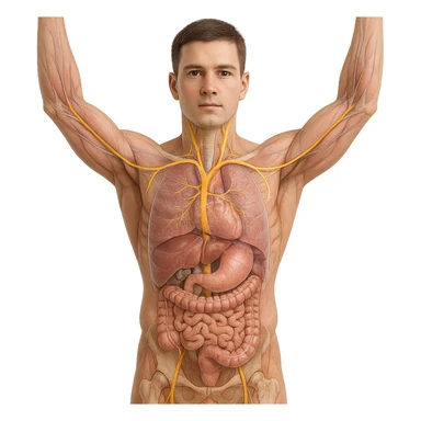 realistic 4K front view image of human body with arms raised, vagus nerve highlighted, anatomical details, visible vagus nerve path, transparency on internal organs, natural colors, white background sticker