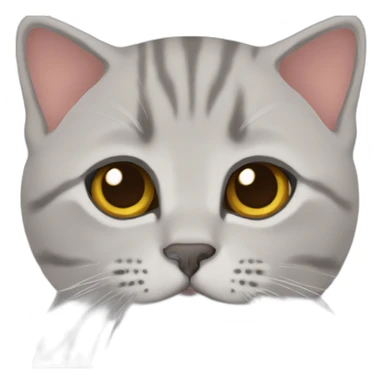 Brownbritishshorthairkitten sticker
