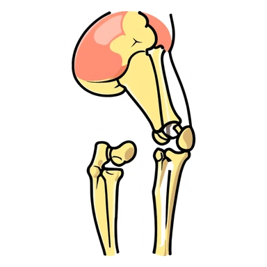 knee bones and joint, anatomical illustration sticker