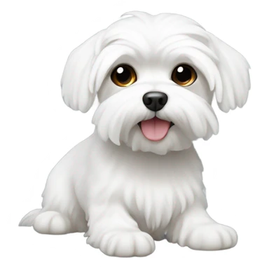 White Maltese  sticker