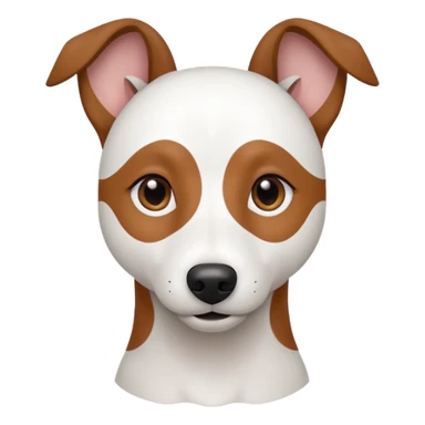 a fully white jack russell the size of a kelpie with a half white face sticker