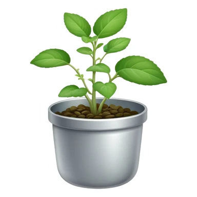 Young sprouts of Plectranthus Verticillatus with perfectly circular coin-shaped leaves in a silver metallic pot sticker