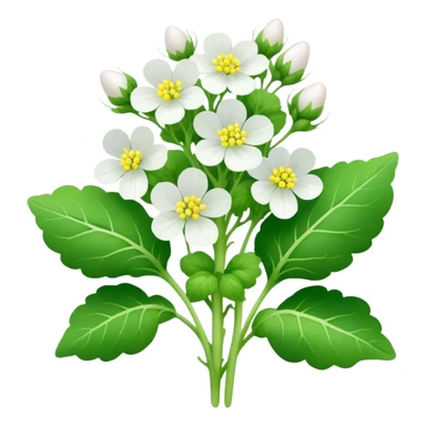 Oilseed Radish sticker