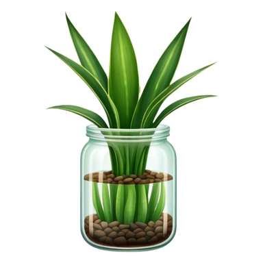 Sansevieria plant with straight leaves in glass jar pot sticker