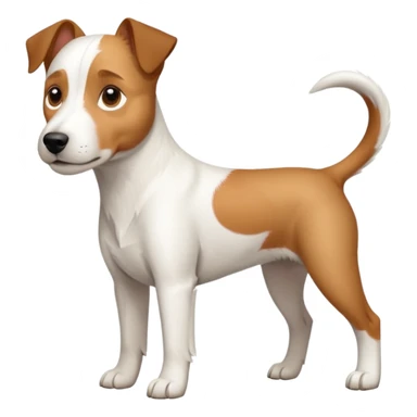 a full body large white parson russell terrier looking dog the size of a kelpie with light brown ears and a light brown patch on one eye and a large snout sticker