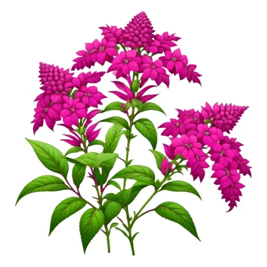 Amaranth  sticker