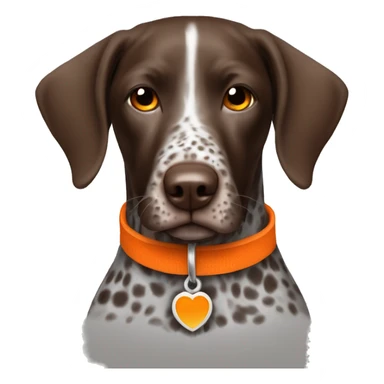 German shorthair pointer with orange collar sticker