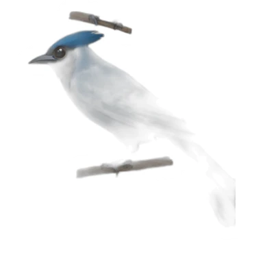 steller's jay sticker