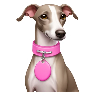 White Italian greyhound wearing pink collar sticker