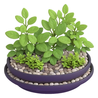 Miniature dish garden with young Plectranthus Verticillatus plants with perfectly round leaves arranged with small pebbles and moss sticker