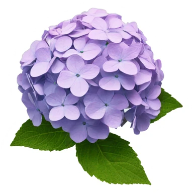 hydrangea sticker