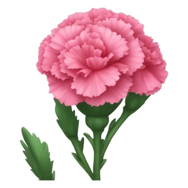 Pink carnations  sticker