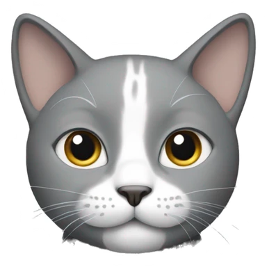Gray cat with white paws and neck sticker