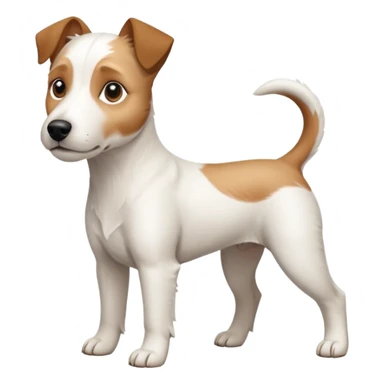 a full body white parson russell looking dog the size of a kelpie with light brown ears and a light brown patch on one eye and a large snout sticker