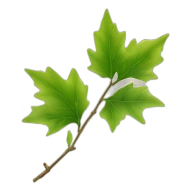 Une feuille d’érable japonais verte sticker