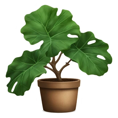 big fiddle leaf plant with rustic plant pot sticker