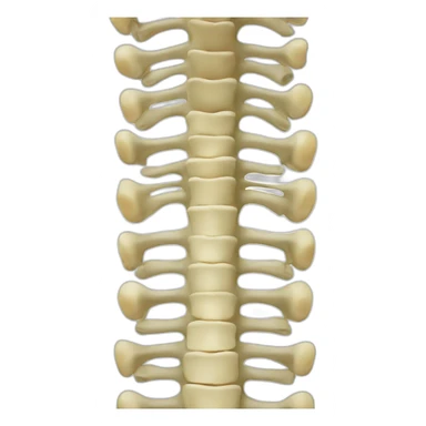 Vertebral spine sticker