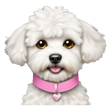 White Maltipoo with pink collar sticker