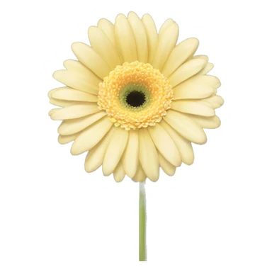 light pale yellow gerbera  sticker