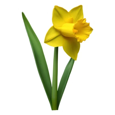 daffodil sticker