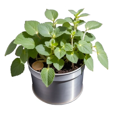 Young sprouts of Plectranthus Verticillatus with perfectly circular coin-shaped leaves in a silver metallic pot sticker