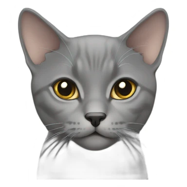 Gray British short hair sticker