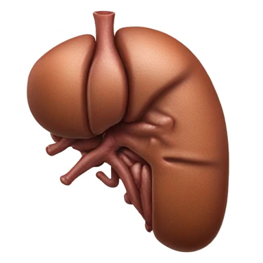 “A realistic image of a human liver, showing its smooth, reddish-brown texture, with clear anatomical details, and subtle shading to highlight its shape and depth.” sticker