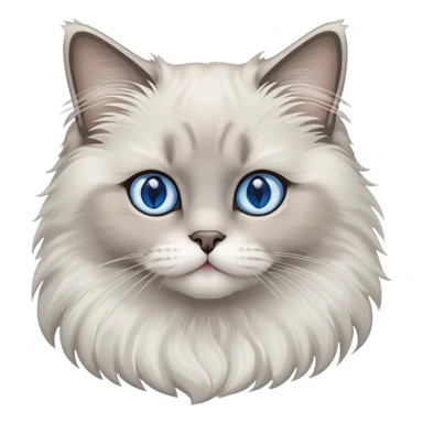 Fluffy gray ragdoll cat with blue eyes sticker