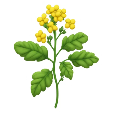 Rapeseed plant  sticker