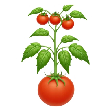 tomato seedling sticker