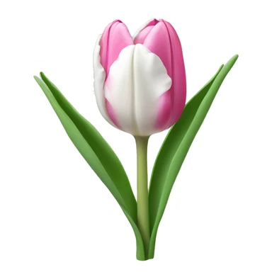 Pink and white tulip sticker