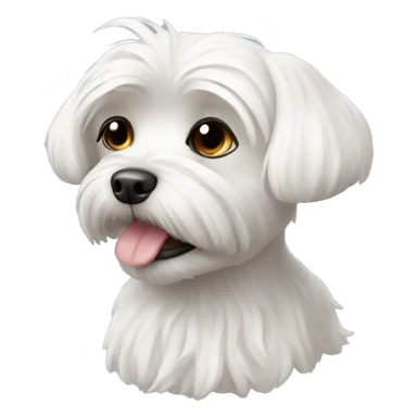 Maltese with  sticker