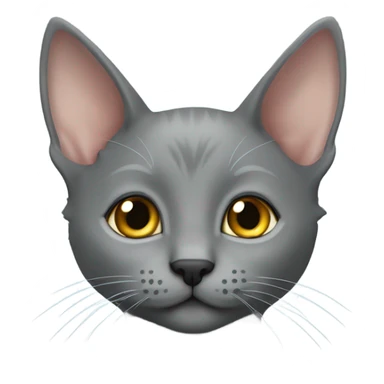grey korat kitten with a fur mohawk on nose sticker